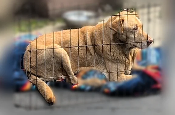 Found female dog, South Maple...