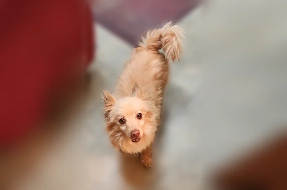 Found female dog, Arroyo Del O...