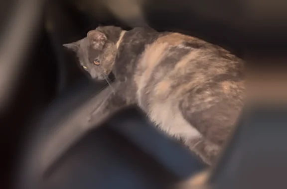 Lost cat, Andalusia, Pennsylvania - female, pregnant, and very friendly - photo