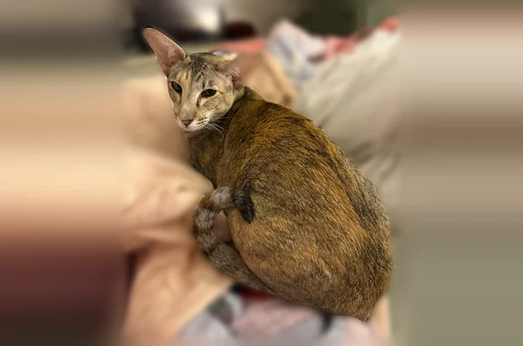 Lost cat, Benton, Arkansas - Oriental Shorthair, tan and grey tabby - photo