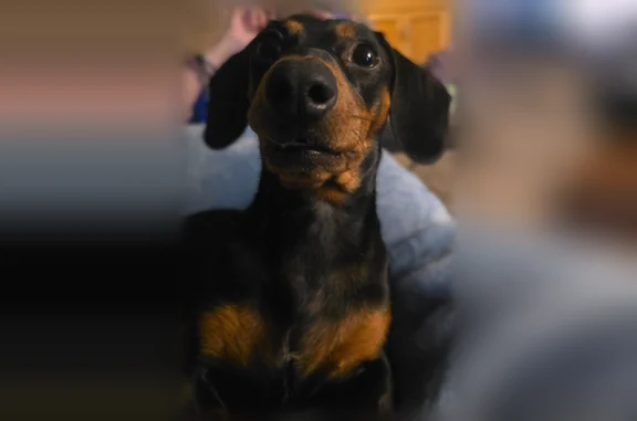 Missing dog Sartell, photo: Lost dog, Utah Road, Sartell - female with black and tan coat