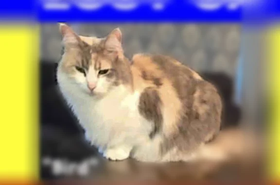 Lost cat, Ridgeway Avenue, Blairstown, Plymouth Meeting - female, diluted calico - photo
