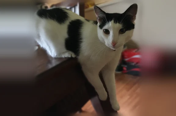 Missing cat Warner Robins, photo: Lost cat, Heritage Drive, Warner Robins - male with black spots