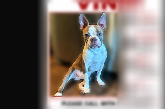 Lost dog, Hill Street, Terrell - small Boston Terrier with distinctive markings - photo