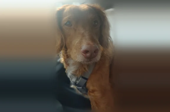 Lost dog, Gainesville, Texas - male Australian Labradoodle - photo