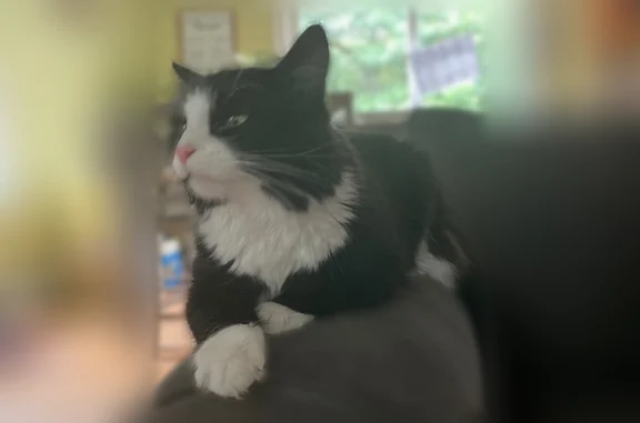 Lost cat, North Rd, 68, Hopkinton - black and white tuxedo - photo