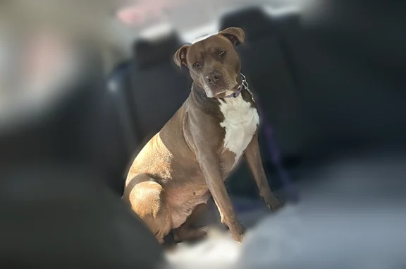 Missing dog Charlotte, photo: Lost dog, Parlor Drive, Ladson - older female with white hairs