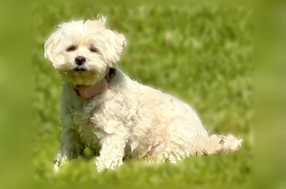 Lost dog, Oak Ridge Road, Dyersburg - female Maltipoo - photo