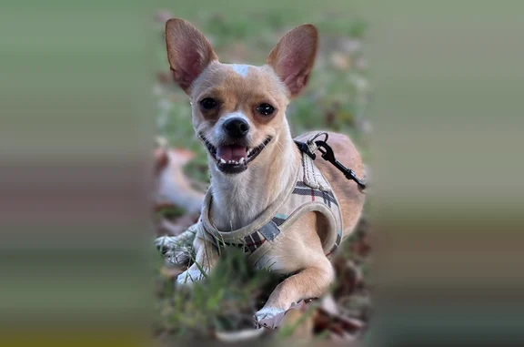 Lost male dog, South Margaret Avenue, East Los Angeles - heart-shaped white spot on forehead - photo