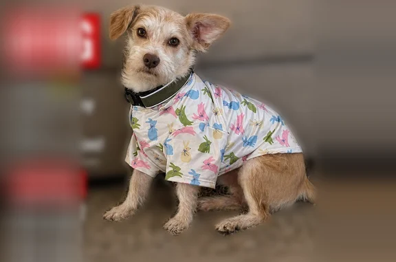 Lost dog, Beatrice Avenue, 202, San Antonio - shy and very scared - photo