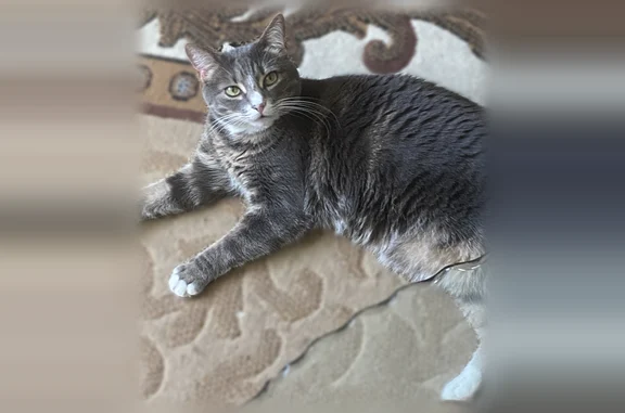Lost cat, Belmont Avenue, Brooklyn - female grey tabby - photo