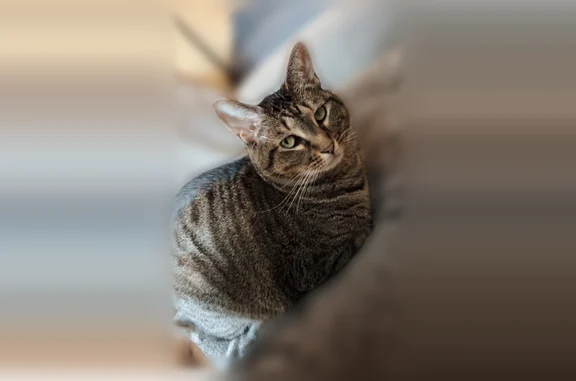 Lost female cat, Terrace Street, 2, New Haven - tabby with striped belly - photo