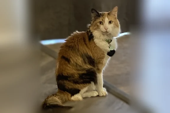Lost cat, West Quail Avenue, Peoria - medium hair calico - photo