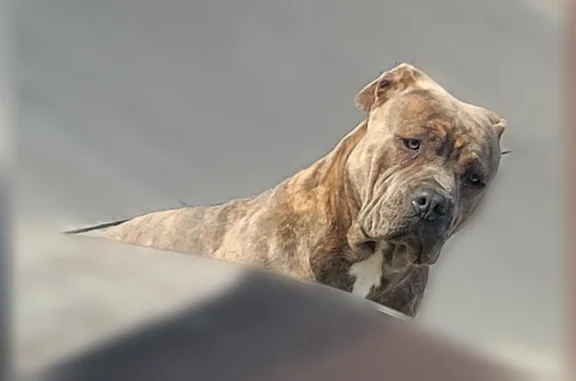 Lost dog, West Dixon Road, Little Rock - female brindle pit - photo
