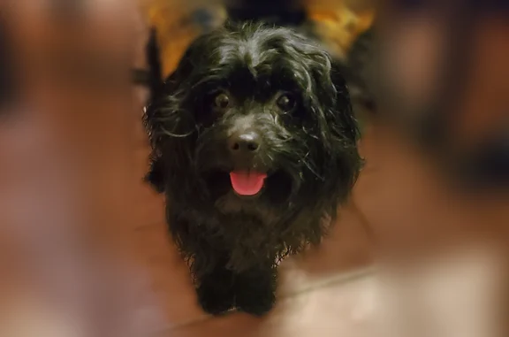 Found dog Youngstown, photo: Found dog, Madera Avenue, Youngstown - black long silky hair