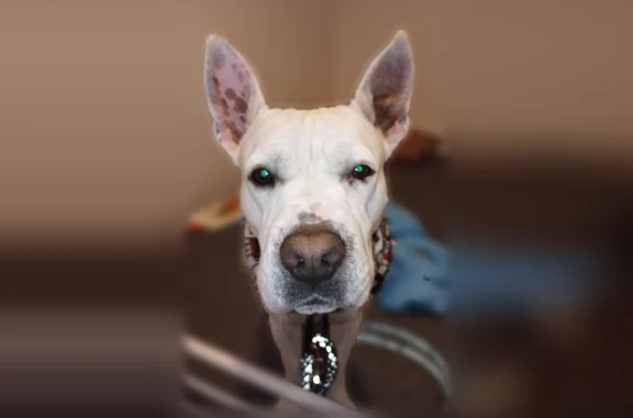 Missing dog Arlington, photo: Lost male dog, Reno, Nevada - completely white with freckles