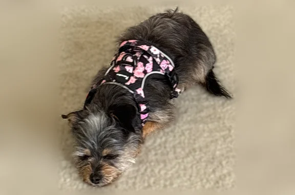 Lost dog, New Jersey 73, 1115, Mount Laurel Township, Ramblewood - female terrier with pink and black vest - photo