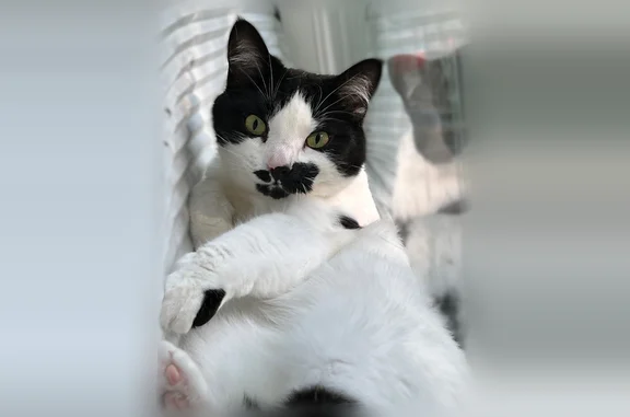 Lost cat, North Vickeryville Road, 305, Elm Hall - female with black spots - photo