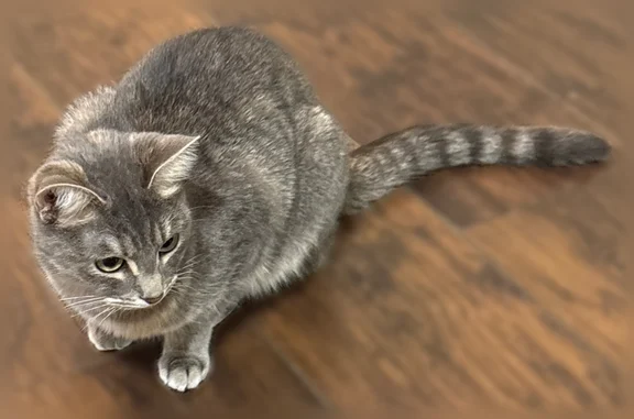 Lost cat, Comanche Dr, Harker Heights - female named Lily - photo