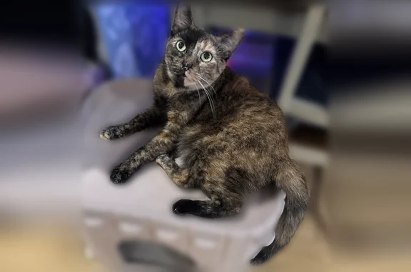 Lost female cat, Troutman Street, 114, Brooklyn - tortie with a half black face - photo