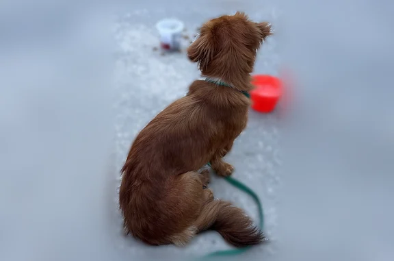 Found dog Tampa, photo: Found dog, West Caracas Street, Tampa - female, calm and with super white teeth
