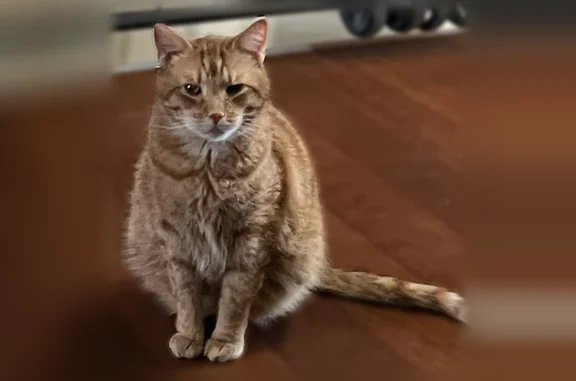 Lost cat, Fitzgerald Street, 410, Philadelphia - orange tabby male - photo