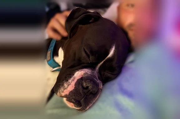 Lost dog, Claypool Drive, 2850, Mehlville, St. Louis - male, mainly black with white markings - photo