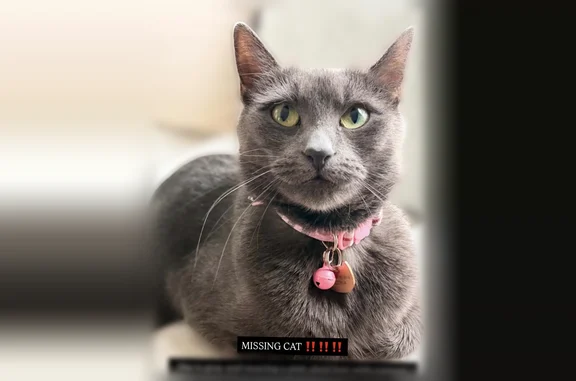 Lost cat, Fountain Drive, Lakewood - female gray cat with pink plaid bow - photo