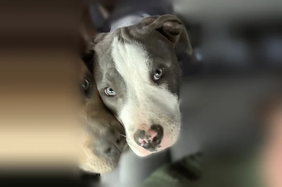 Lost dog, East Riverside Drive, Indianapolis - male with grey and white coat - photo