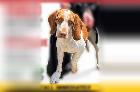 Missing dog Patchogue, photo: Lost dog, Clubhouse Drive, Patchogue - white and ginger beagle mix