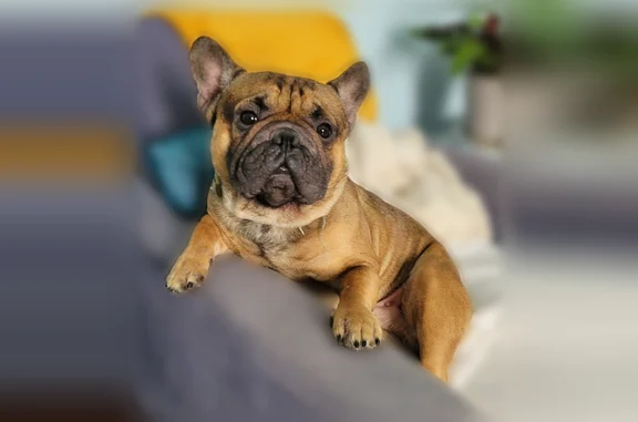 Lost dog, Estornino Avenue, Las Vegas - male with 4th of July collar - photo