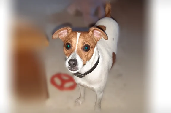 Lost dog, North Goat Hollow Road, Martinsville - Jack Russell Mix, 3yrs old - photo