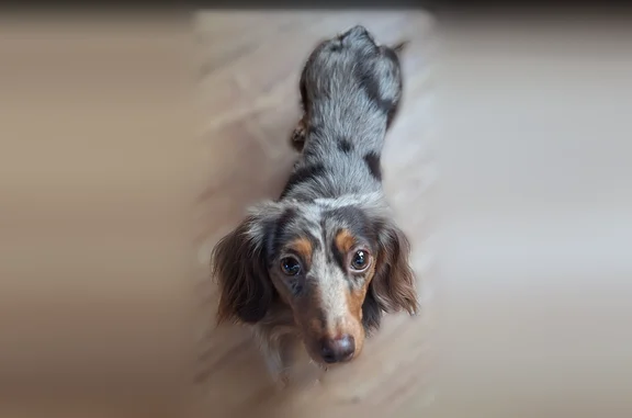 Lost dog, Hickory Place, Newark - female, long hair chocolate & tan dapple - photo