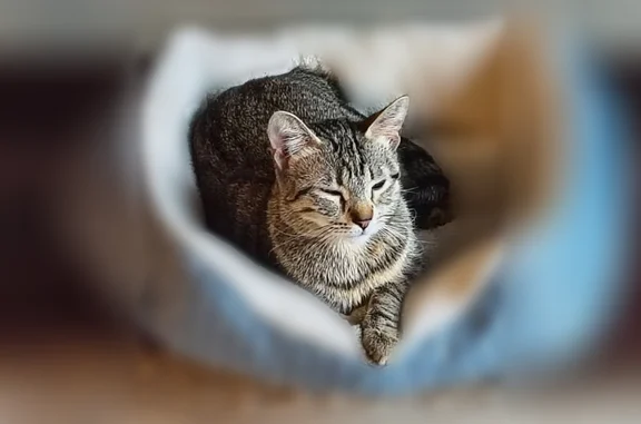 Lost cat, North Port Washington Road, Mequon - female brown tabby - photo