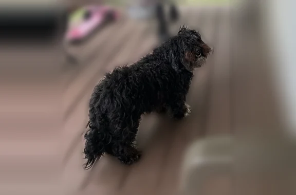 Lost dog, West Edwardsville Road, Wood River - male with white paw - photo