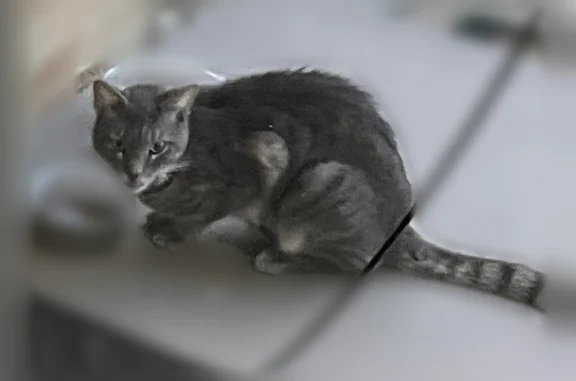 Found cat Dover, photo: Found cat, Dover, Delaware - grayish calico, very vocal