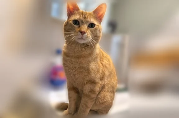 Lost male cat, North Long Avenue, Chicago - short haired orange tabby - photo