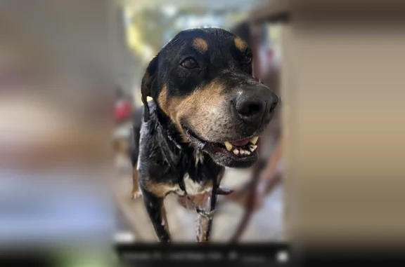 Lost dog, Flewelling Avenue, Ocoee - male with white chest and paws - photo