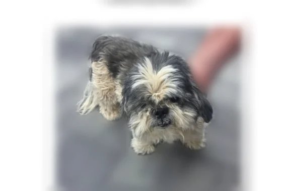 Found dog Las Vegas, photo: Found male dog, Sonora Crossing Avenue, Las Vegas