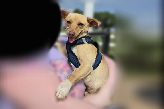 Found dog Oklahoma City, photo: Found male dog, Cashion, Oklahoma City - small to medium, brown with white paws