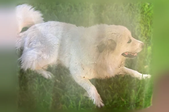 Lost dog, Duncanville, Texas - gentle male - photo