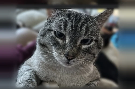 Missing cat Snowflake, photo: Missing cat Male, Snowflake (usl535864)