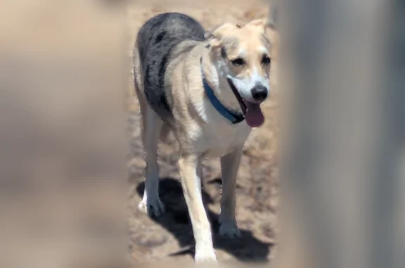 Found male dog, Wamego Trail, Yucca Valley - looks like a Shepard mix - photo