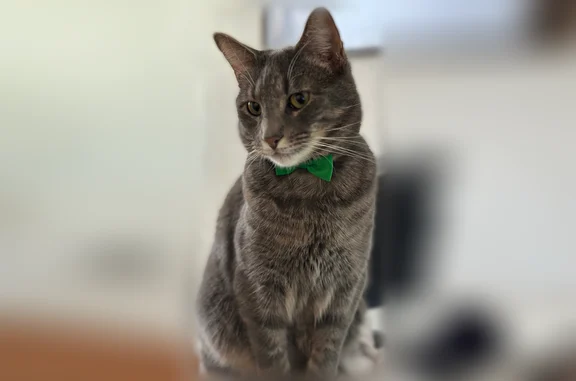 Missing cat Male, St. Louis (usl535871) - photo