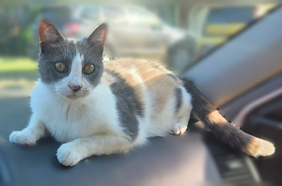 Lost cat, Geranium Crescent, 1125, Virginia Beach - female pastel calico - photo