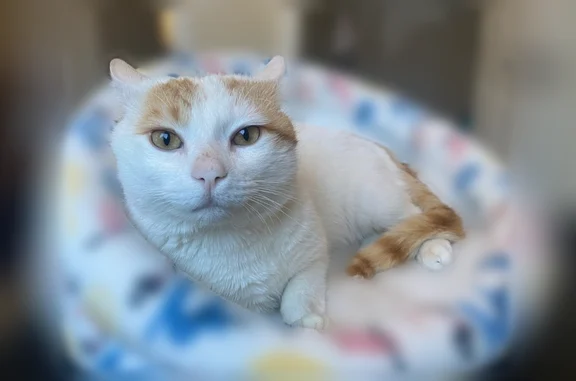 Lost cat, East Main Street, 131, Patchogue - white with orange ears and tail - photo