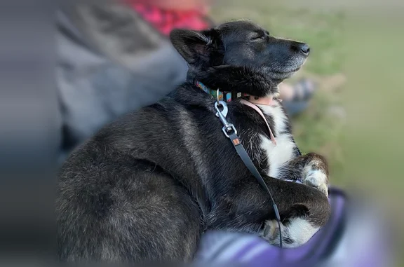 Lost dog, Drummond Concession 2, 2486, Perth - female husky mix - photo