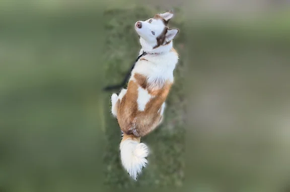 Lost dog, Van Nuys, Los Angeles - female Alaskan husky - photo