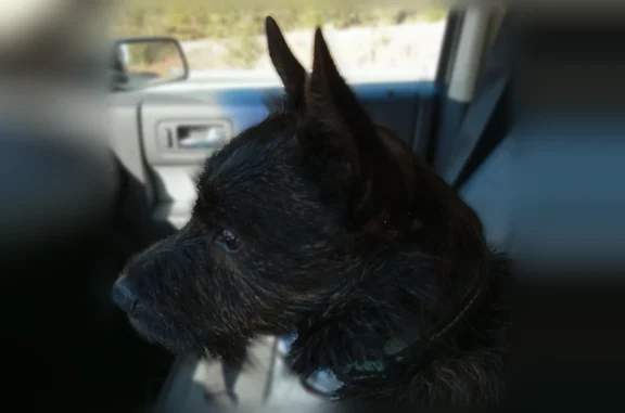 Lost male dog, Idaho Road, Brookfield - black and brindle - photo