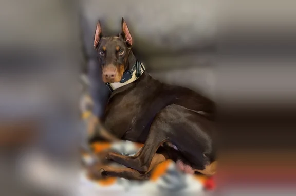 Lost dog, Bethlehem School Road, 281, Hickory - brown and tan, 2 years old - photo